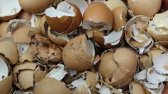crushed eggshells | Photo by Bruno Azevedo on Unsplash
